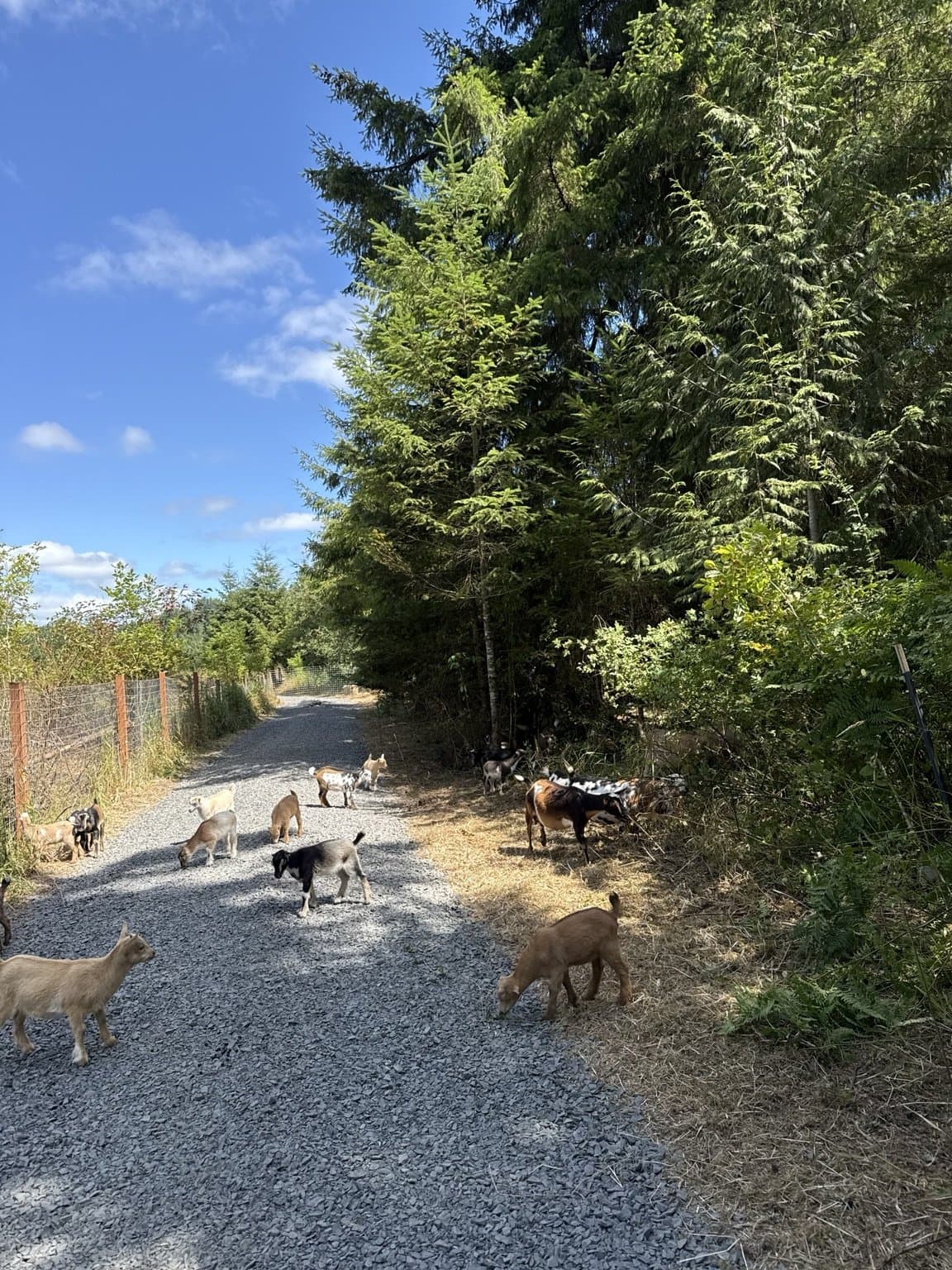 Goat herd on gravel path at RiverHouse Dairy