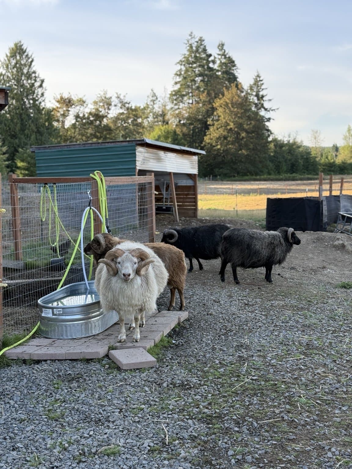 Icelandic sheep at RiverHouse Dairy