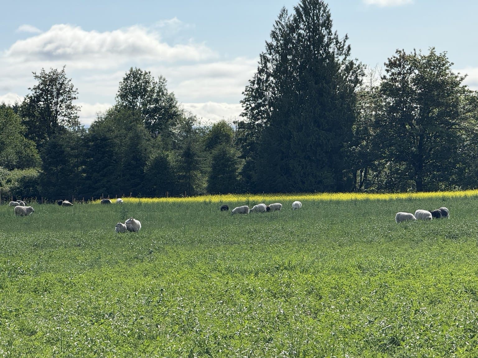 RiverHouse Dairy sheep flock grazing in Lewis County pasture